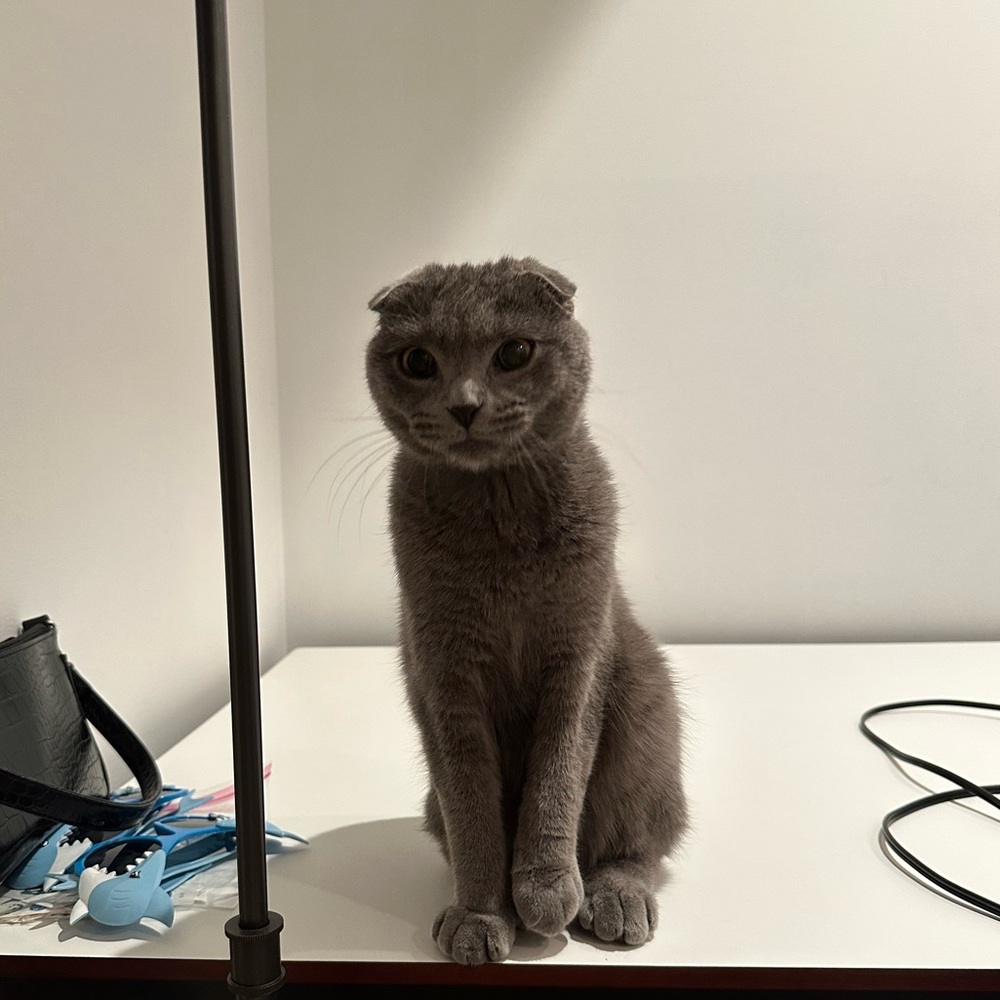 Meet your Posher, Tatum